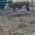 Hereford cows 4 thumbnail