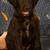 Labradoodles  F1 13 thumbnail