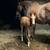AQHA mare 6 thumbnail