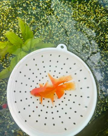 Beautiful 3-4 inch Oranda Goldfish. Healthy and Growing! 1
