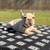 French bulldog 4 thumbnail