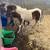 Mini horse stud colt 6 thumbnail