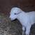 Goat baby 2 thumbnail