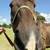 Thoroughbred Gelding - 13YO - Ex Race Horse - Very Sweet 2 thumbnail