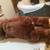 Large Stuffed Valentines Bear 42” Tall 3 thumbnail