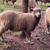 Ram 6 months old  sheep  Leicester Longwools 1 thumbnail