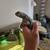 Uromastyx 5 thumbnail