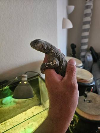Uromastyx63848874176131124