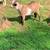 Buckling goats 2 thumbnail