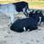Nanny goat w/ her 3 kids. 3 thumbnail