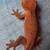 Crested Geckos 3 thumbnail