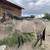 9yr. old Grullo Mare 2 thumbnail