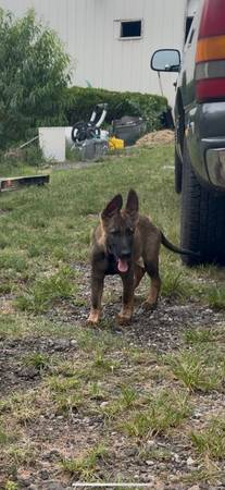 cachorro macho pastor alemán (Edmond)63670591726339120