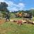 █►TREE CUTTING & LANDSCAPING SERVICE BY PEREZ◄█ 13 thumbnail