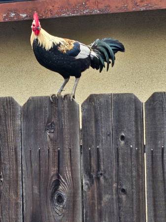 Roosters and chickens for rehoming 1