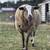 Beautiful Sweet Ewes for sale!! 3 thumbnail