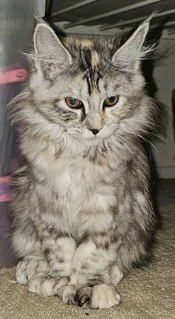 Rehoming Maine Coon Kitten Polydactyl (Belvedere Tiburon)63874130309763120