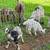 Goat, goats, Livestock, Nigerian goats, Milking goats 11 thumbnail