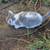 Kittens 3 thumbnail