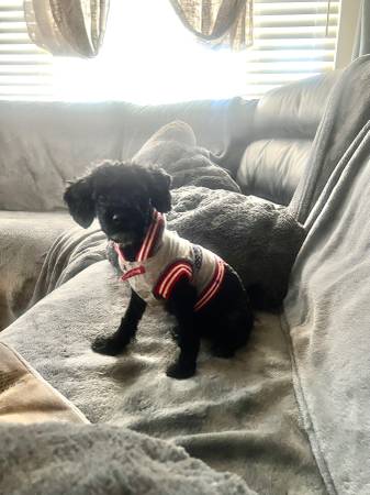 toy poodle (Summerfield)63687883419779121