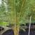 Bamboo - Golden Crookstem 2 thumbnail
