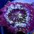 Lava Lamp Discosoma mushroom coral frag 2 thumbnail