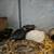 Button Quails 10 thumbnail