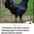 chicks  ayam cemani 8 thumbnail