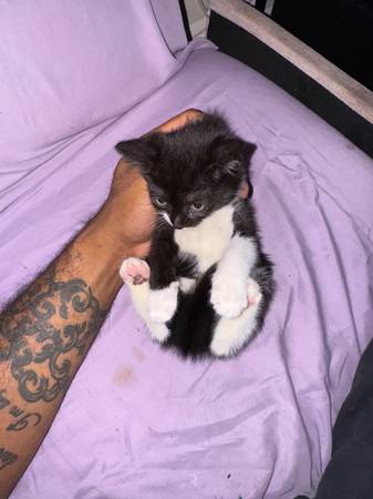 3 month old tuxedo kitten looking for a forever home63875423528195121