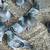 Pigeons 2 thumbnail