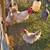 Chickens Lavender Orphingtons 2 thumbnail