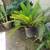sago palm 2 thumbnail