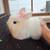 Baby bunny 2 thumbnail