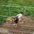Nigerian dwarf billy 1 thumbnail