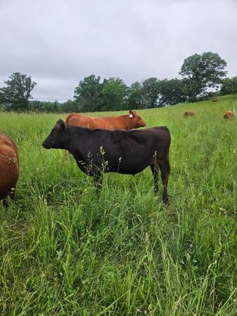 Wagyu feeders for sale - $2,500 (Connorsville)63471093899907120
