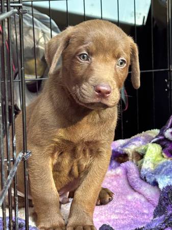 lab pup 1