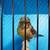Healthy Female Gloster Canary / Canaries 8 thumbnail