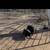 Kune kune pair 1 thumbnail