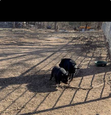 Kune kune pair 1