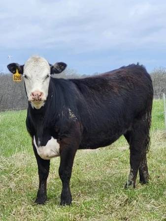 185 Angus - Bred Heifers 1