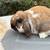 Holland lop bunnies 5 thumbnail