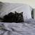 Free cats to a good home 1 thumbnail