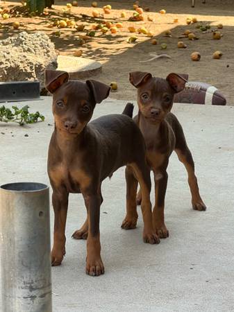 ***$600 miniature pinscher in beverly hills*** (puppies) 1