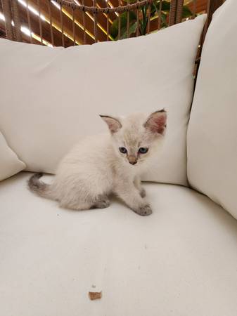 Ruga muffin mix male kitten message me for price (Everett)63891700392323124