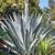 Blue agave(Century plant) 1 thumbnail