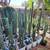 San Pedro/Trichocereus cactus cuttings and seedlings for sale 3 thumbnail