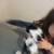 Kitten fixed 9 thumbnail