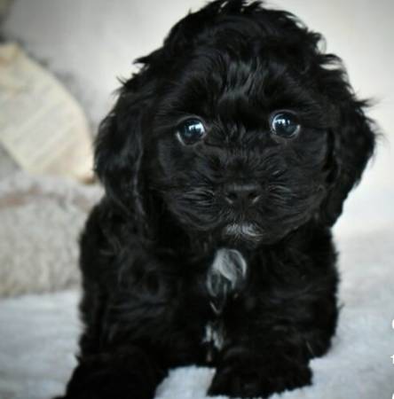 Toy poodle 1