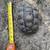 Sulcata tortoise 1 thumbnail