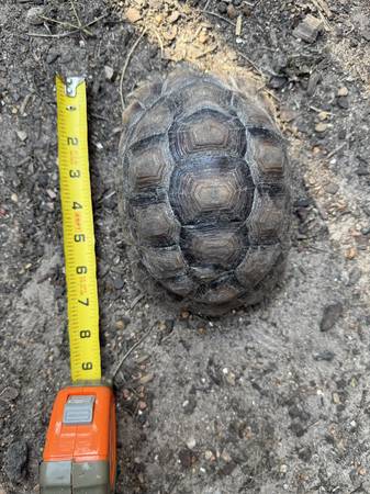 Sulcata tortoise 1